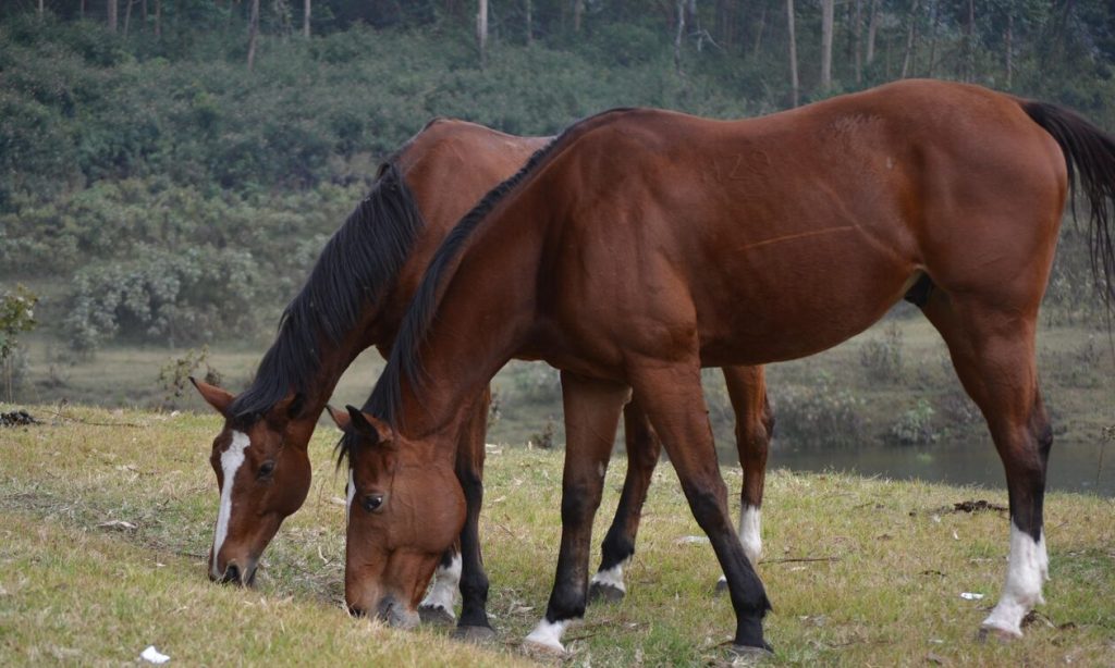 Νεκρό άλογο στην Κίσαμο Χανίων – Ο ιδιοκτήτης του το άφησε δεμένο σε χωράφι χωρίς νερό και τροφή (φώτο)