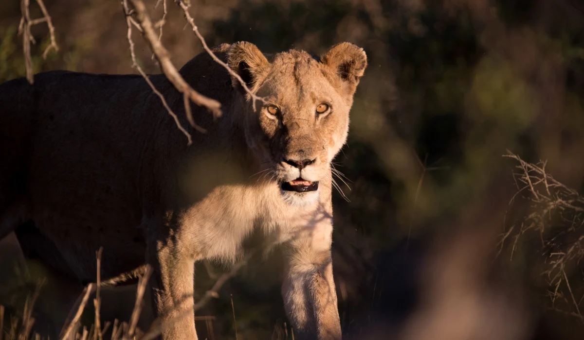 Βερολίνο: Τρόμος με λιοντάρι που κυκλοφορεί ελεύθερο στην πόλη (βίντεο)