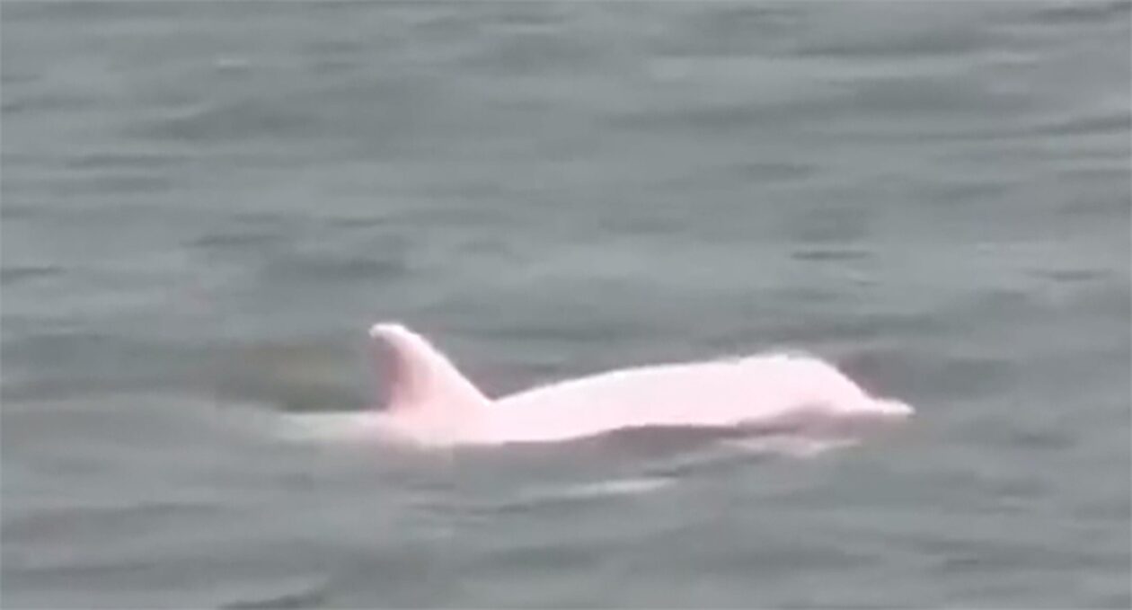 Σπάνιο ροζ δελφίνι εμφανίστηκε στη Λουιζιάνα των ΗΠΑ – Δείτε το βίντεο