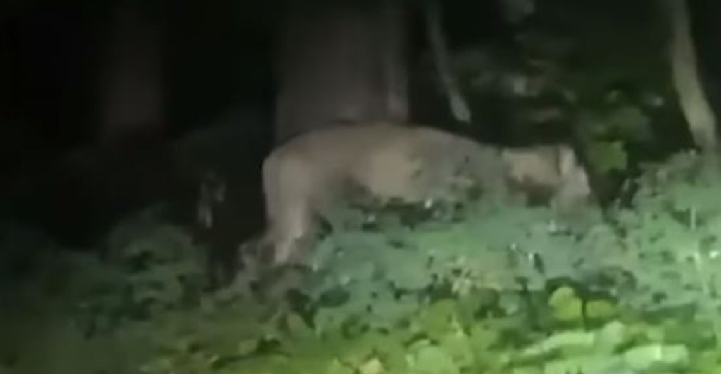 Γερμανία: Δεκάδες αστυνομικοί στους δρόμους για να βρούνε το λιοντάρι που κυκλοφορεί – Οπλισμένοι και οι… κτηνίατροι (βίντεο)