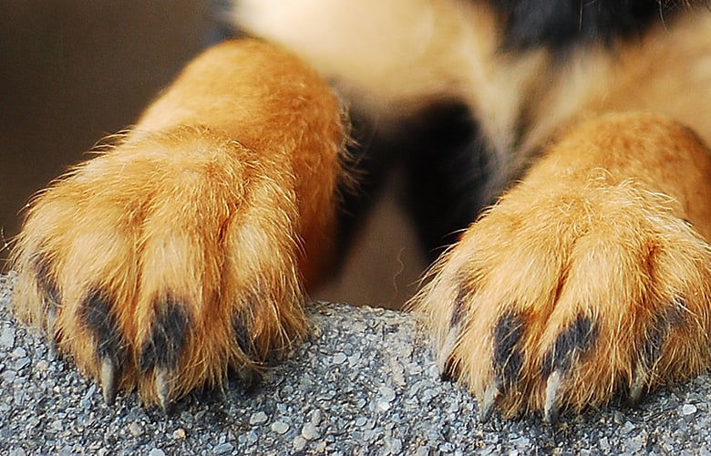 Νέα κτηνωδία στις Σέρρες: Πυροβόλησαν και σκότωσαν αδέσποτο σκύλο στην Αμφίπολη