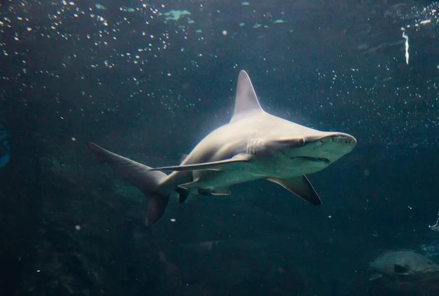 Φλόριντα: Καρχαρίες γίνονται… χρήστες κοκαΐνης λόγω των πακέτων που πετούν οι λαθρέμποροι στη θάλασσα