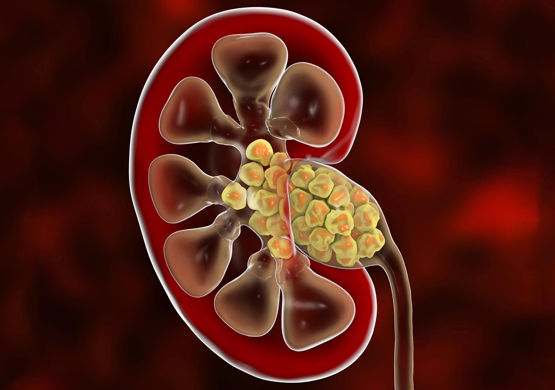 Αυτά τα 3 ροφήματα μπορούν να «καθαρίσουν» τα νεφρά!