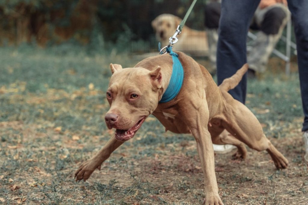 Τραγωδία στον Βύρωνα – Γείτονες 60χρονης: «Ούρλιαζε το σκυλί και κατάλαβα ότι κάτι έχει γίνει»