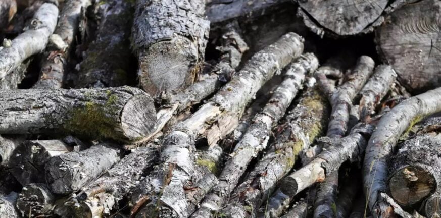 Σέρρες: Νεκρός 40χρονος υλοτόμος στο Καστανοχώρι που καταπλακώθηκε από δένδρο
