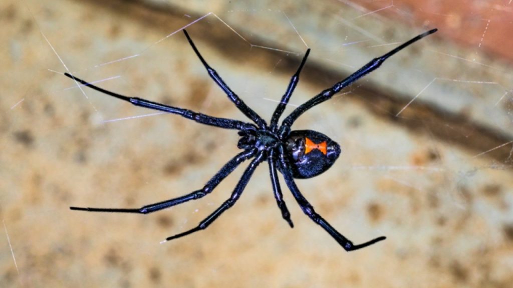 Αράχνη «μαύρη χήρα» τσίμπησε άνδρα στα Τρίκαλα – Μεταφέρθηκε στο νοσοκομείο