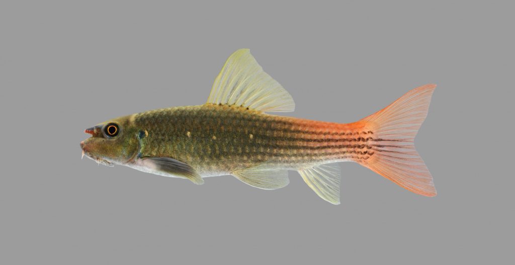 Κοινό ψάρι ενυδρείου αναγνωρίστηκε ως νέο είδος – Παρέμενε εδώ και 15 χρόνια άγνωστο στην επιστήμη