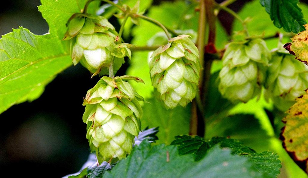 Λυκίσκος: Το «μαγικό» βότανο με τις καταπραϋντικές ιδιότητες