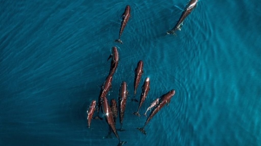 Αυστραλία: Μαυροδέλφινα εξόκειλαν σε ακτή – Πέθαναν πάνω από 50 (βίντεο)