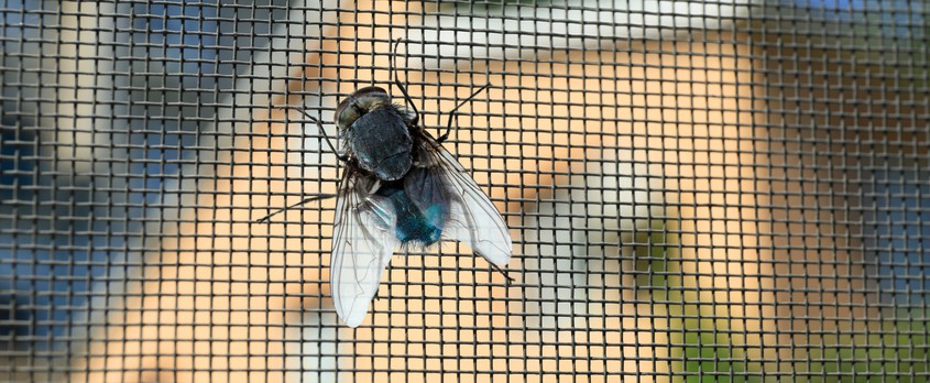 Να τι μπορείς να κάνεις για να απαλλάξεις το σπίτι σου από τις μύγες
