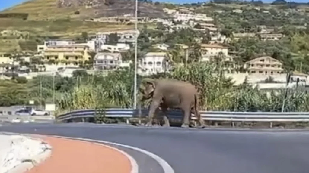 Ιταλία: Ελέφαντας «κόβει» βόλτες ανενόχλητος σε δρόμο της Καλαβρίας (βίντεο)