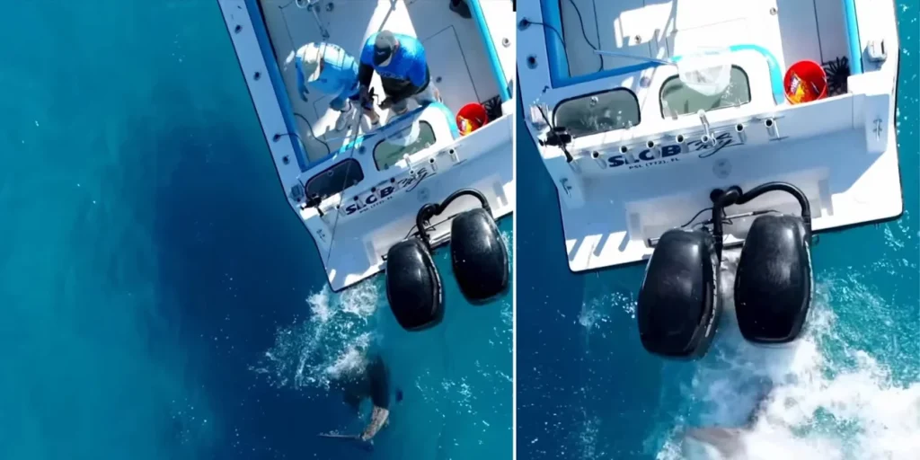 Τρόμος στη Φλόριντα: Η στιγμή που καρχαρίας εμβολίζει με μανία αλιευτικό σκάφος (βίντεο)