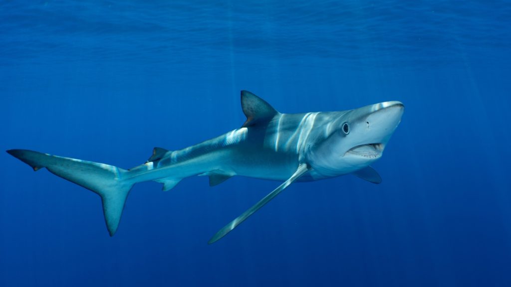 Φλόριντα: Η στιγμή που καρχαρίας 4 μέτρων περνά δίπλα από κολυμβητές (βίντεο)