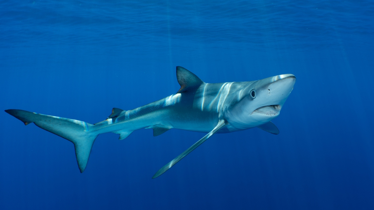 Φλόριντα: Η στιγμή που καρχαρίας 4 μέτρων περνά δίπλα από κολυμβητές (βίντεο)