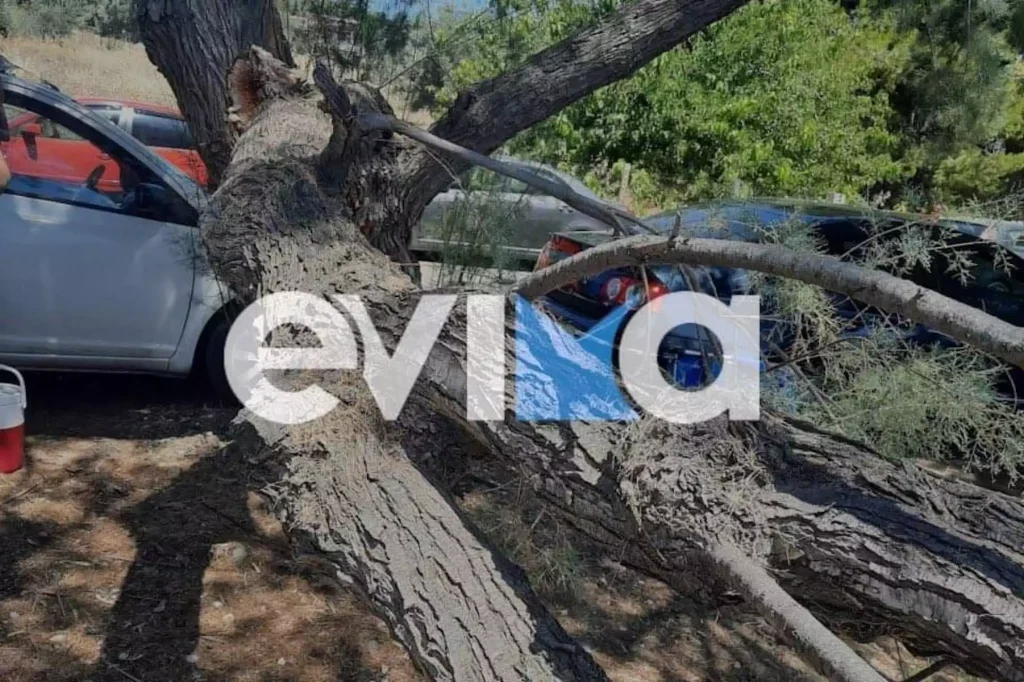 «Πανικός» στην Εύβοια: Έπεσε μεγάλο δέντρο ανάμεσα σε κόσμο στην παραλία των Πολιτικών
