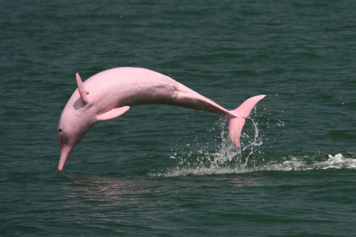 Εντυπωσιακό θέαμα στις ΗΠΑ: Εμφανίστηκαν δύο σπάνια ροζ δελφίνια ανοιχτά της Λουιζιάνα (βίντεο)