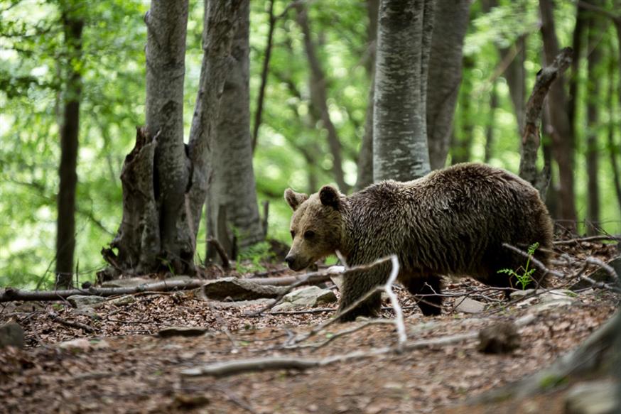 Θεσσαλονίκη: Ανησυχία για τη νέα εμφάνιση αρκούδας στον Ταξιάρχη – Άρπαξε πρόβατα και κατέστρεψε μελίσσια
