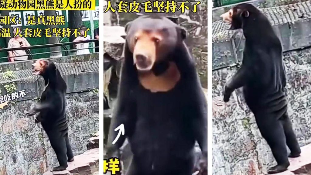 Αρκούδα στέκεται στα δύο πόδια και προκαλεί ερωτήματα στους θεατές: Είναι άνθρωπος; – Τι απαντά ο ζωολογικός κήπος (βίντεο)