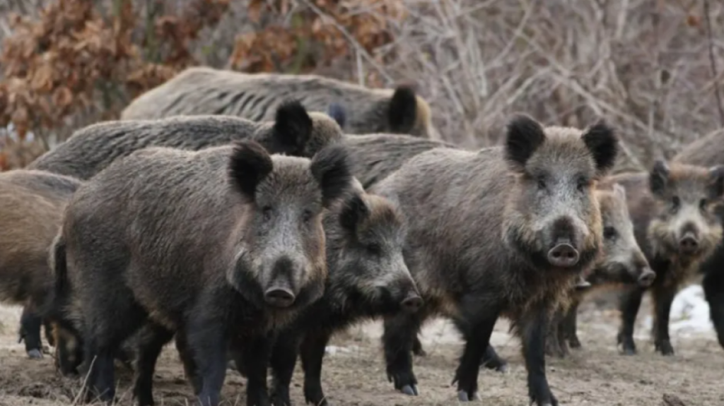 Ανησυχία στη Λάρισα: Αγριογούρουνα κάνουν «παρέλαση» καθημερινά σε χωριό