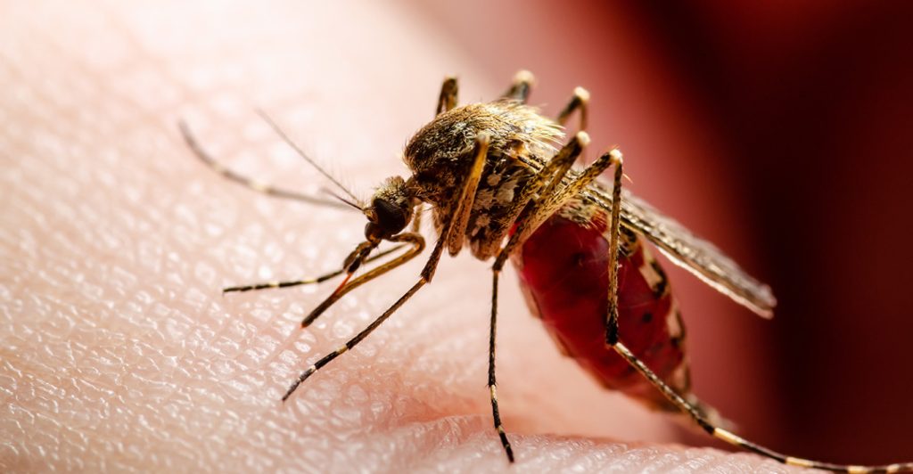 Στη ΜΕΘ διασωληνωμένη 72χρονη θετική στον ιό του Δυτικού Νείλου