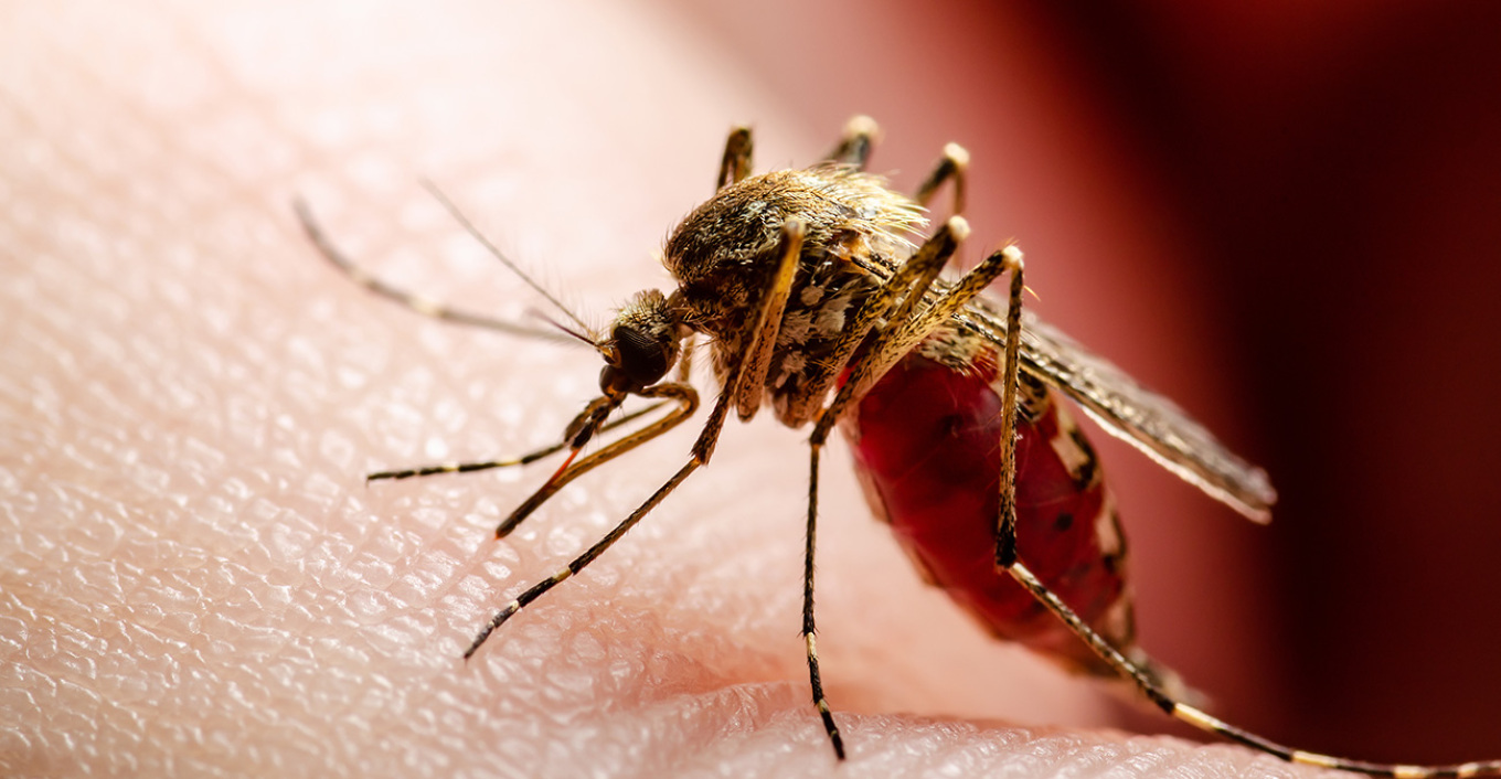 Στη ΜΕΘ διασωληνωμένη 72χρονη θετική στον ιό του Δυτικού Νείλου