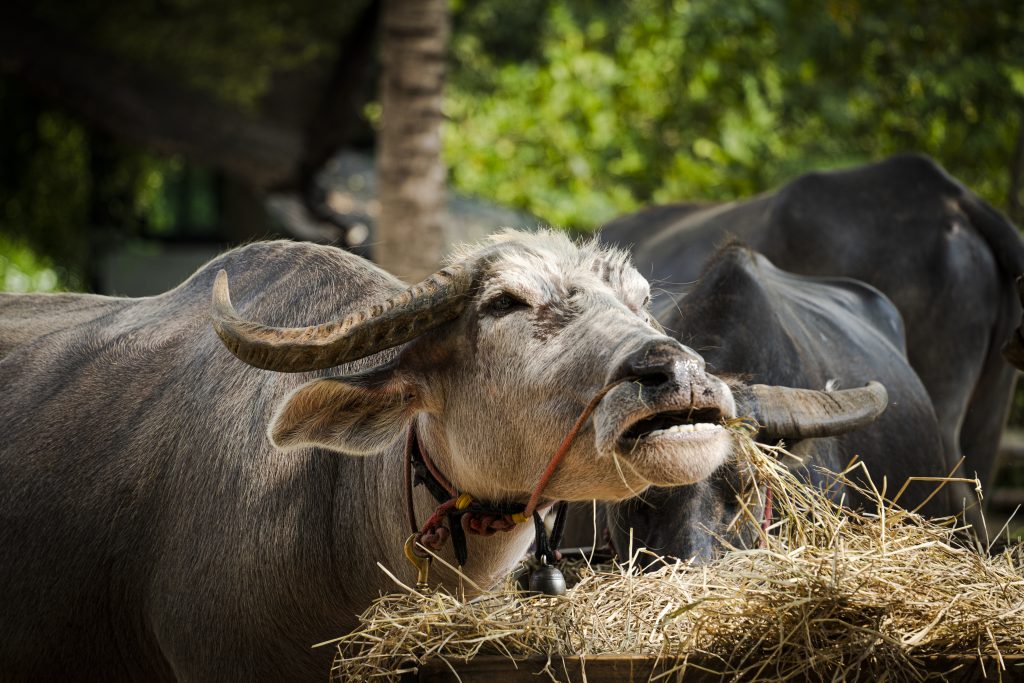 Καλάβρυτα: Συνελήφθη 55χρονος επειδή τα ζώα του έτρωγαν το… σανό του γείτονα