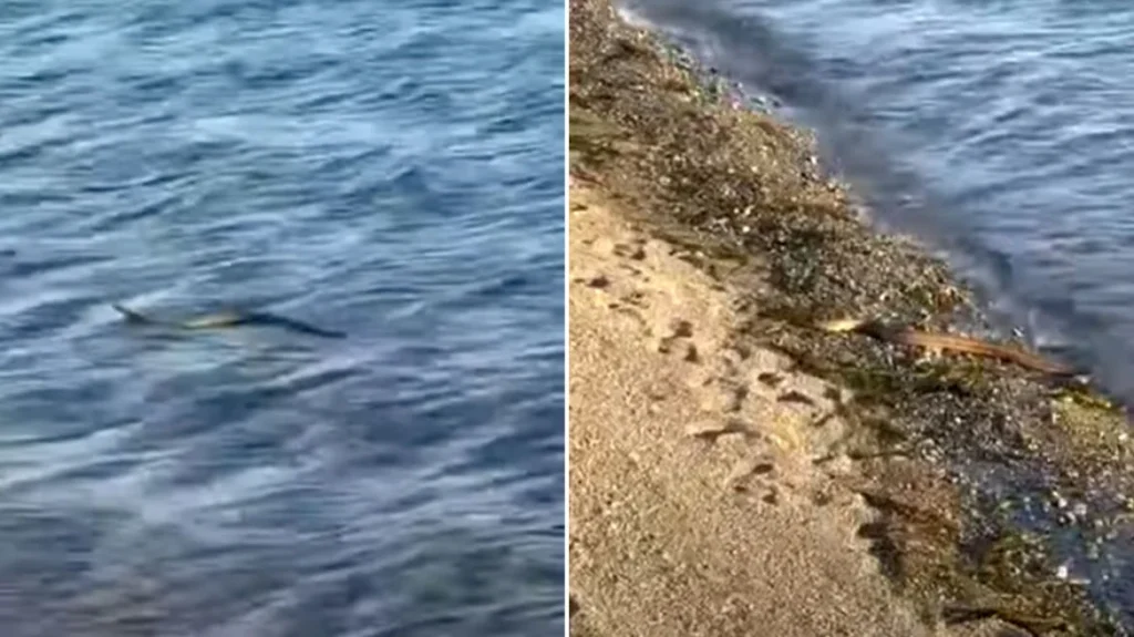 Εύβοια: Φίδι που κολυμπάει σε θάλασσα προκαλεί αναστάτωση στους παραθεριστές (βίντεο)