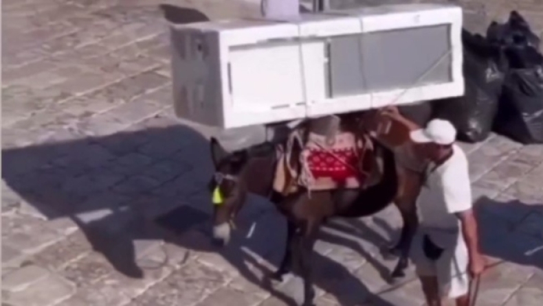 Εικόνες ντροπής στην Ύδρα: Γαϊδουράκια αναγκάζονται να κουβαλήσουν μέχρι και ψυγεία