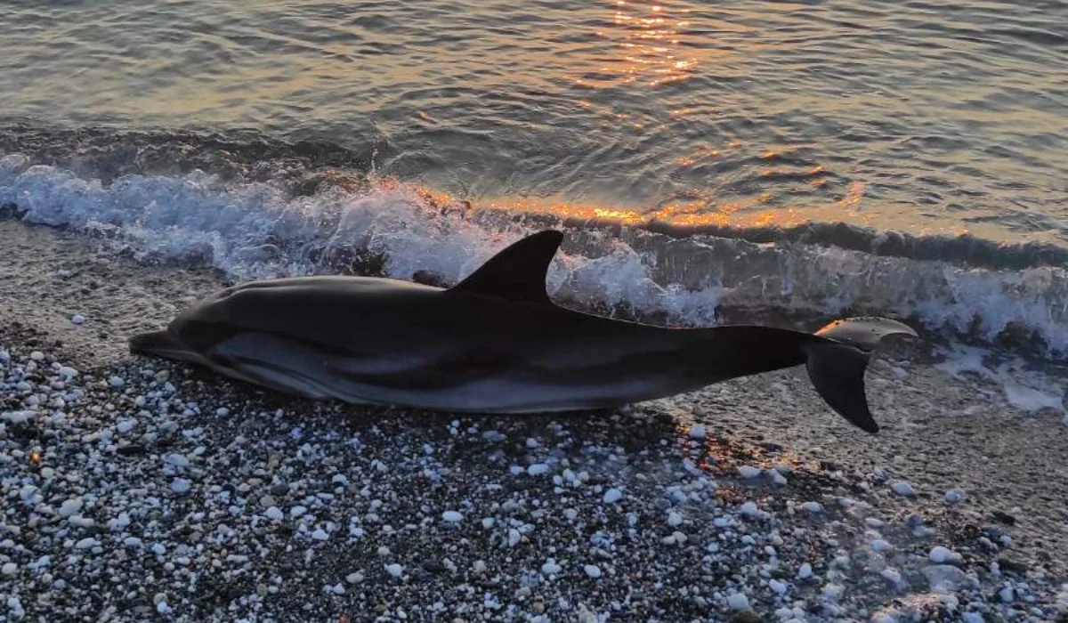 Λάρισα: Νεκρό ξεβράστηκε ένα δελφίνι στην παραλία Βελίκα