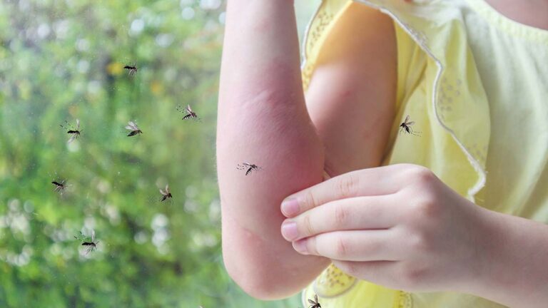 Επιστήμονες εντόπισαν βακτήριο στα κουνούπια που σταματά την μετάδοση της ελονοσίας