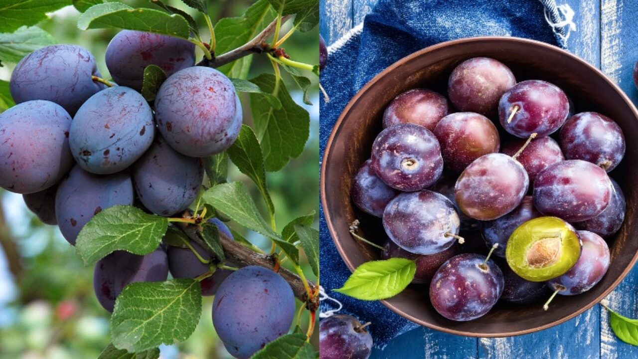 Βανίλια: Θρεπτική αξία και οφέλη για την υγεία