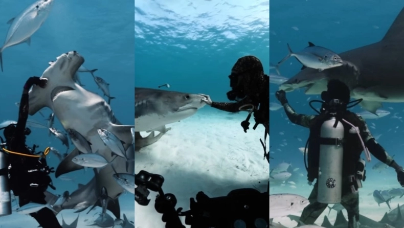 Βίντεο: Η στιγμή που δύτης ταΐζει καρχαρία και καταγράφει με κάμερα τα σωθικά του – Τρομερά πλάνα