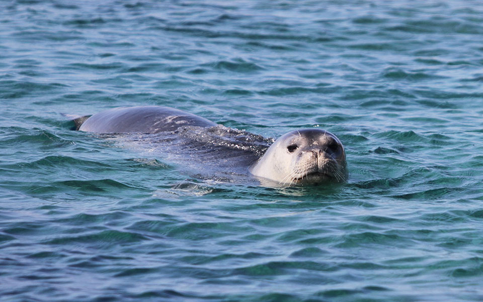 Αναζητείτε μία εναλλακτική δουλειά; Εταιρία ψάχνει δυο άτομα για να ζήσουν σε ένα νησί και να μετράνε φώκιες