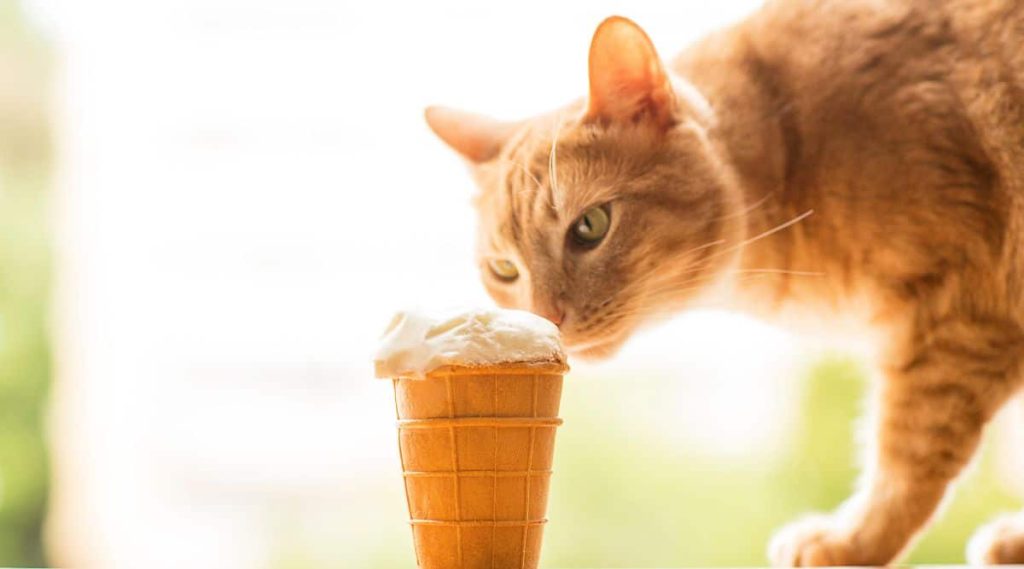 Γάτα τρώει για πρώτη φορά παγωτό – Μόνο «εγκεφαλικό» που δεν έπαθε (βίντεο)