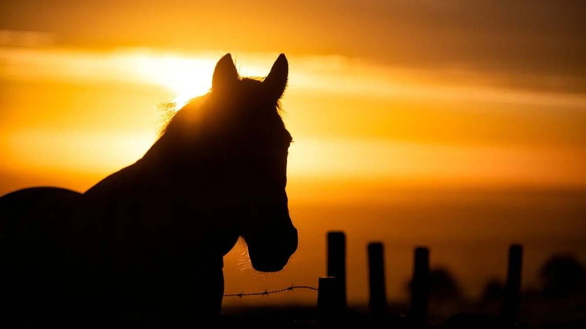 Η οπτική ψευδαίσθηση με το άλογο που θα σας αποκαλύψει αν σκέφτεστε με τη λογική ή το συναίσθημα (βίντεο)