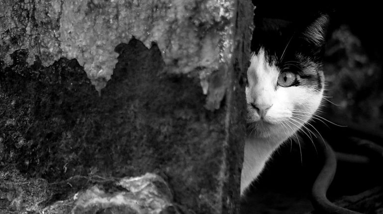 Η περίεργη ιστορία της γάτας που προέβλεψε τη βύθιση του Τιτανικού