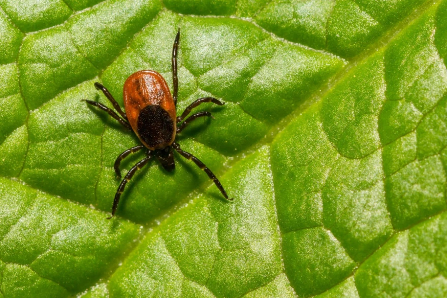 Νόσος του Lyme: Ποια είναι η ασθένεια με την οποία «παλεύει» η Μπέλα Χαντίντ – Πάσχει πάνω από το 14% του πληθυσμού