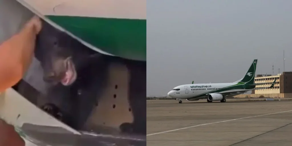 Ντουμπάι: «Χάος» στο αεροδρόμιο – Αρκούδα το έσκασε από κλουβί σε αεροσκάφος (βίντεο)