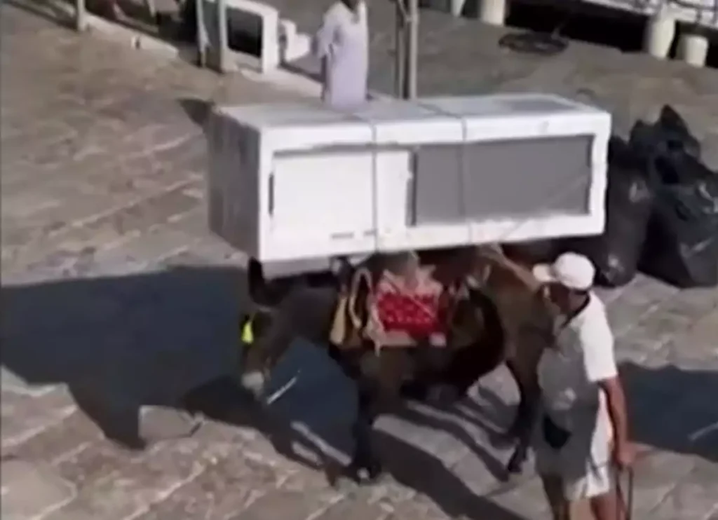 Εικόνες ντροπής με γαϊδούρια να κουβαλούν ψυγεία στη Ύδρα: «Καμία παραβίαση» λέει ο δήμαρχος