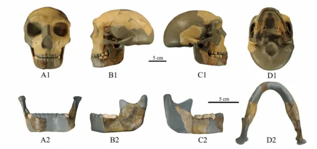 Ερευνητές στην Κίνα ανακάλυψαν αρχαίο κρανίο που δεν θυμίζει κάποιο ανθρώπινο είδος (φώτο)