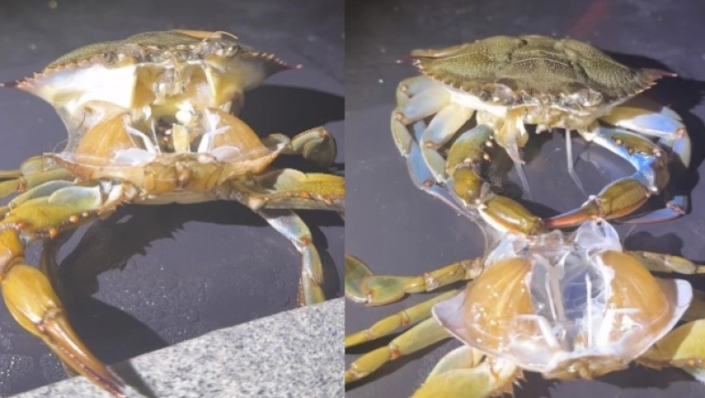 Δείτε την σπάνια στιγμή που καβούρι αποβάλλει τον εξωσκελετό του – Τρομερά πλάνα (βίντεο)
