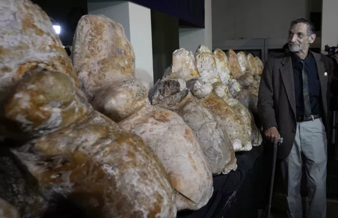 Ανακαλύφθηκαν απολιθωμένα οστά φάλαινας: Χρονολογούνται πριν από 41 εκατ. χρόνια – Δείτε φωτογραφία