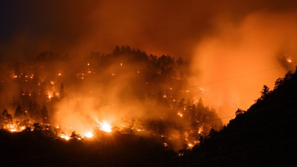 Φωτιές: «Σπάνια φυτά και έντομα κατακτούν τις καμένες περιοχές» λέει ελβετικό ερευνητικό ινστιτούτο