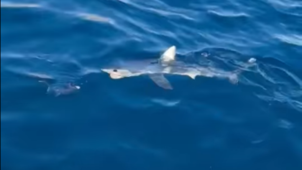 Ναύπλιο: Εντοπίστηκε καρχαρίας στην παραλία του Κιβερίου – Ερασιτέχνης ψαράς ενημέρωσε το λιμενικό