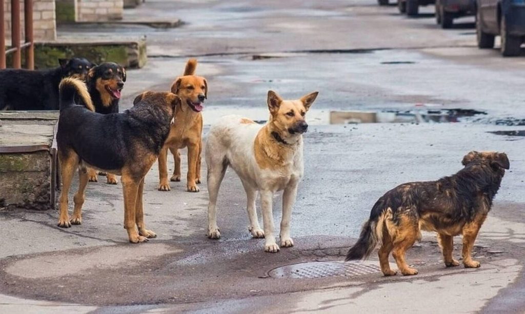 Λάρισα: Αδέσποτα σκυλιά επιτέθηκαν σε γυναίκα που περπατούσε – «Ζητούσα βοήθεια από διερχόμενα αμάξια»
