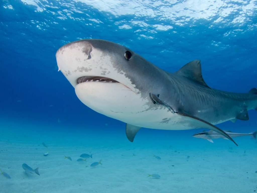 Φλόριντα: Η στιγμή που δύτης απελευθερώνει καρχαρία που είχε γάντζο στο στόμα του (βίντεο)