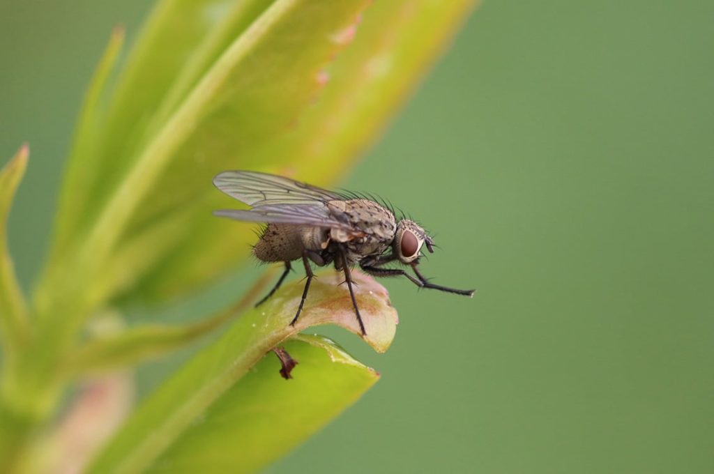 Έτσι θα απαλλαγείς από τα ενοχλητικά έντομα με φυσικά εντομοαπωθητικά