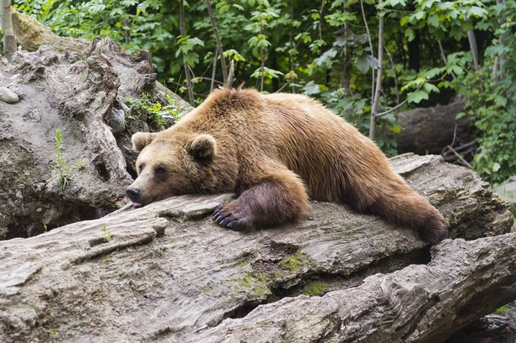 Χαλκιδική: Αρκούδα «βολτάρει» ανενόχλητη στον Ταξιάρχη – Φόβοι ότι είναι περισσότερες (βίντεο)