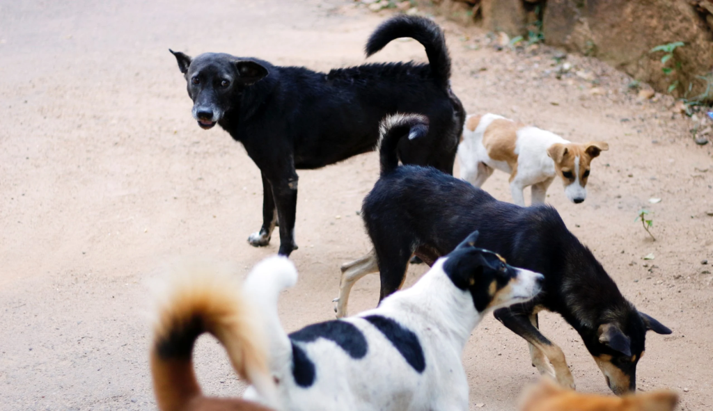 Λάρισα: Αγέλη αδέσποτων σκύλων περικύκλωσε ποδηλάτη – «Τρομοκρατήθηκα και φοβήθηκα – Φώναζα βοήθεια»