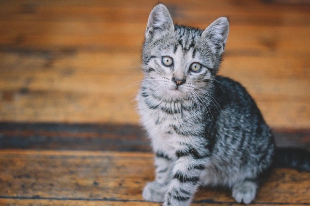 Νέα κακοποίηση ζώου στη Θεσσαλονίκη: Άγνωστος κλώτσησε γατάκι δύο μηνών και του αποκολλήθηκε η γνάθος